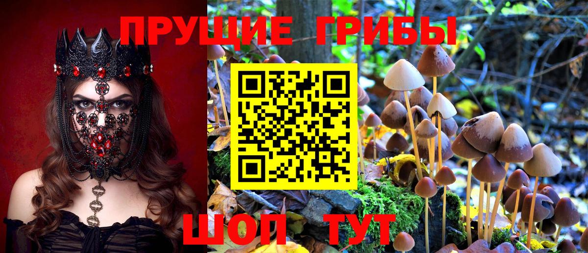 Псилоцибиновые грибы Cubensis Королёв